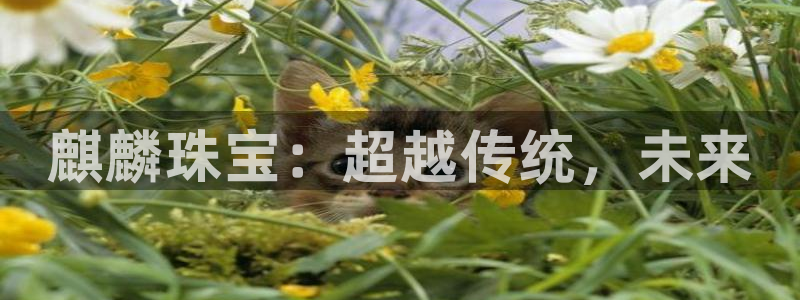 新航娱乐公司怎么样知乎