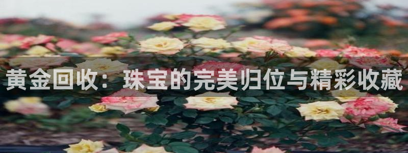 新航娱乐传媒招聘