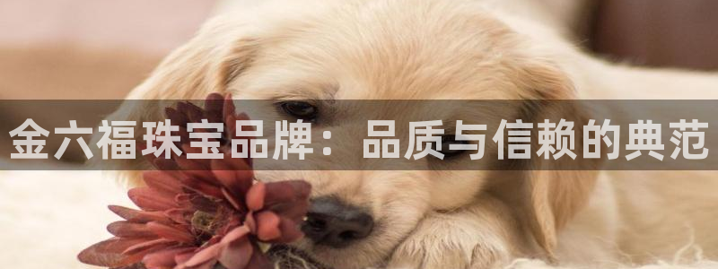 新航国际娱乐：金六福珠宝品牌：品质与信赖的典范